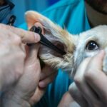 Dog needing home remedies for dog ear infections
