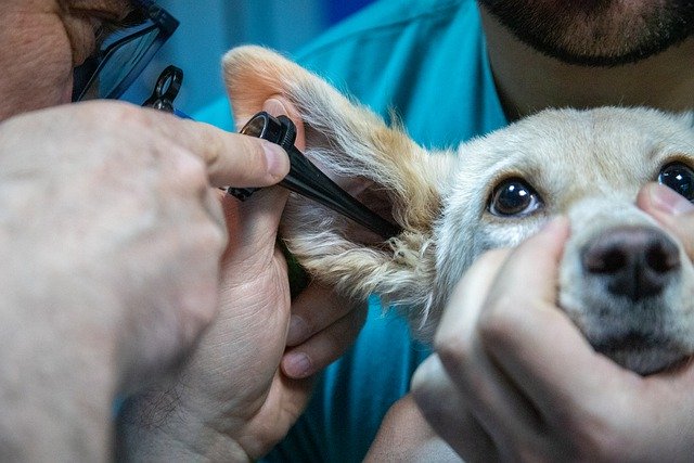 Dog needing home remedies for dog ear infections