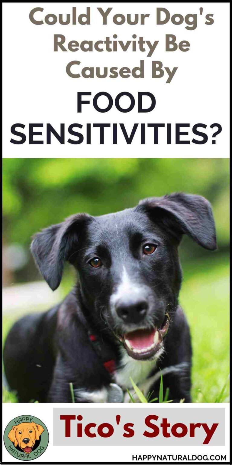 Can Changing A Dog Food Cause Behavior Problems? Figuring Out What