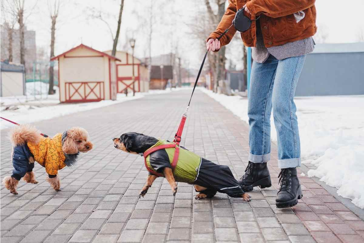 Can Changing A Dog Food Cause Behavior Problems? Figuring Out What