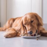 golden retriever eating food for dog food and behavior problems article