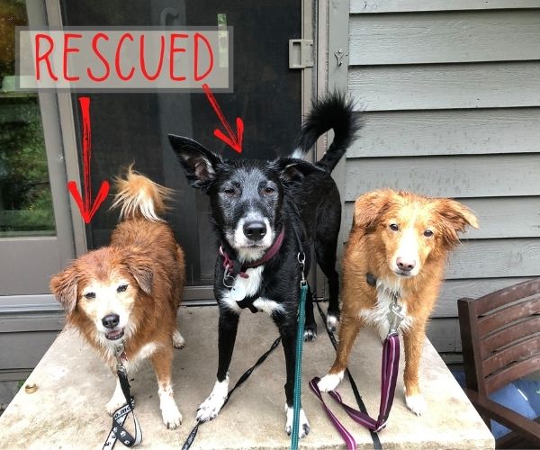 Rescued dogs picture for gift donation idea for dog lovers