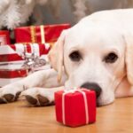 dog stressed from the holidays