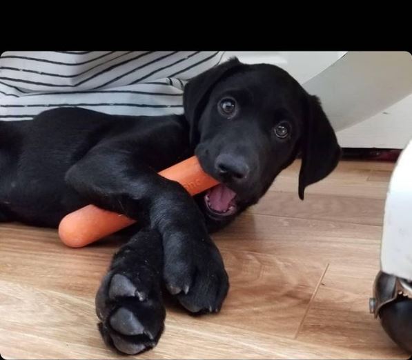 goughnuts chew toy for puppies