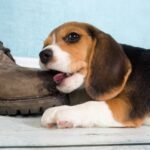 puppy needing the best chew toys for puppies