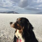 Bernese Mountain dog in the mountains