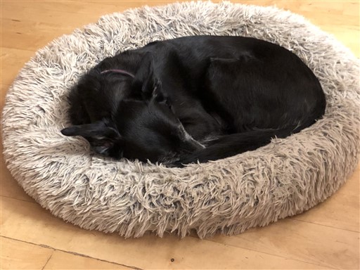 Tico in Best Friends by Sheri calming Donut Bed