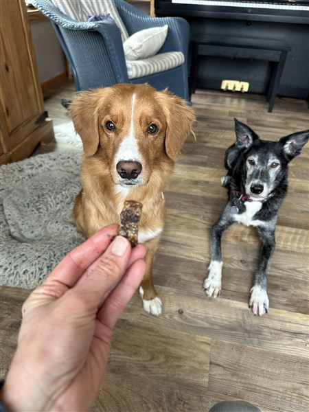 Two hungry dogs looking at a piece of baked salmon skin for dogs