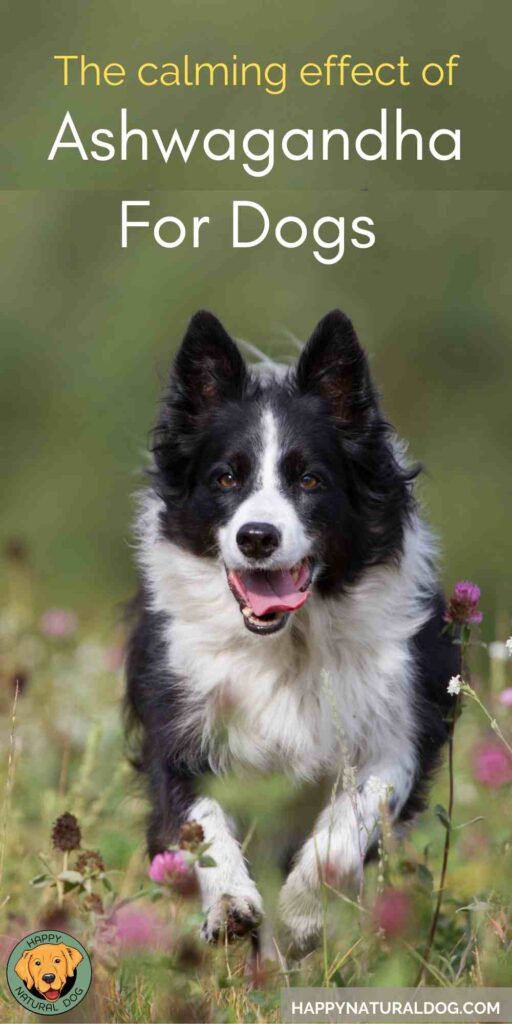 Ashwagandha For Dogs pin with border collie running