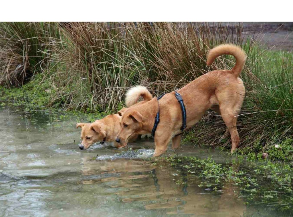 dogs drinking from pond that may have giardia in it