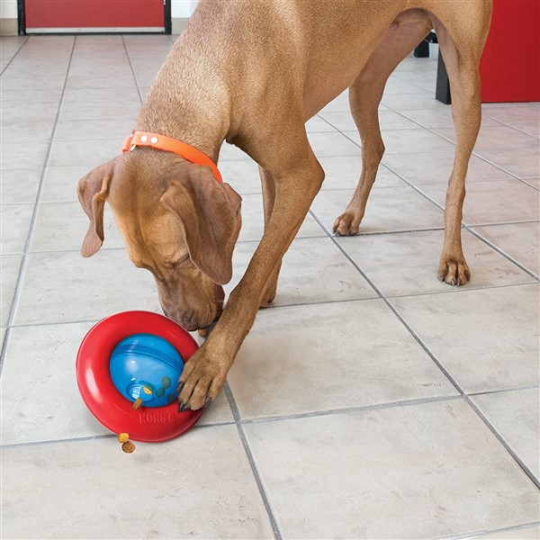 Kong Gyro interactive treat dispensing dog toy with dog pushing it around the floor