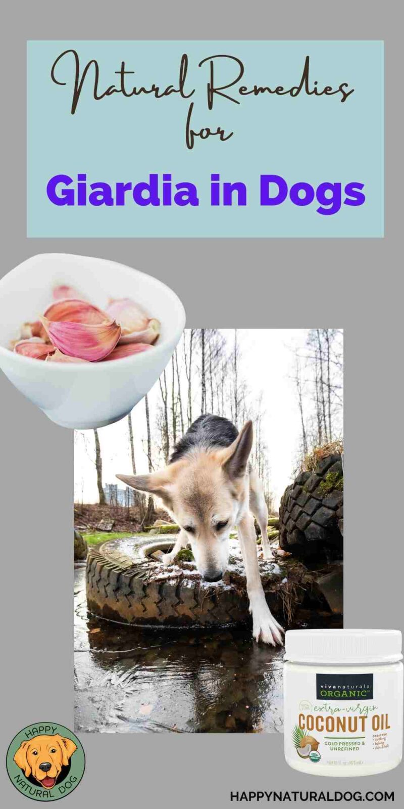 Do Home Remedies for Giardia in Dogs Work?