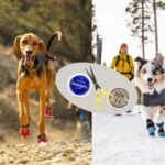Summer and Winter Dog Paw Protection