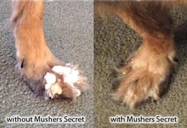 musher's secret dog paw protection wax before and after picture