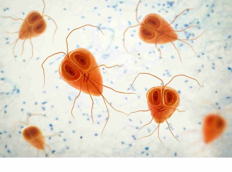 Do Home Remedies for Giardia in Dogs Work?