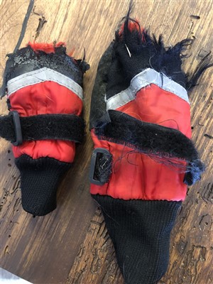 torn dog boots that had been used for winter paw protection