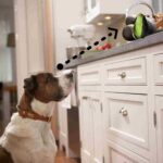 Dog looking at avocado on the counter