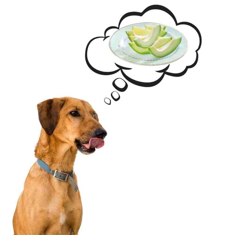 Can Dogs Eat Avocados? 1 Big Danger You'll Want To Know