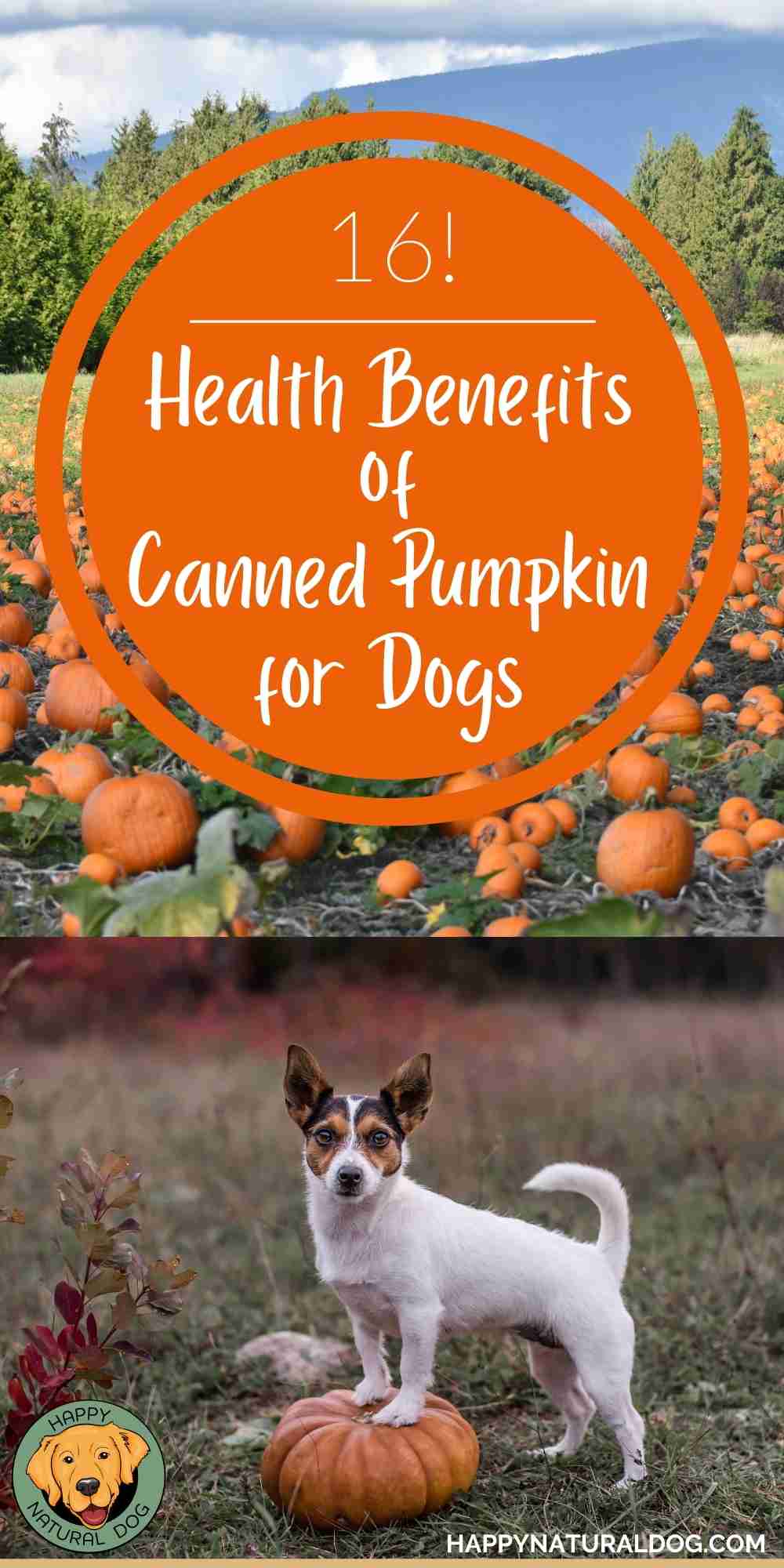 17 Health Benefits Of Canned Pumpkin For Dogs