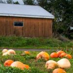 pumpkin on farm that makes canned pumpkin for dogs