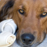 Dog next to a rawhide that is bad for dogs