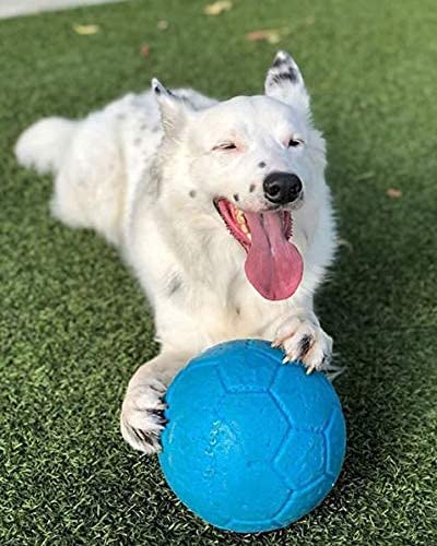 Happy dog with jolly pets soccer ball