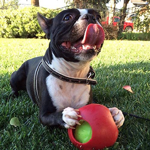 Jolly Pets best dog gift with dog