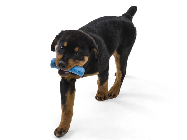 Seaflex Drifty recycled puppy toy