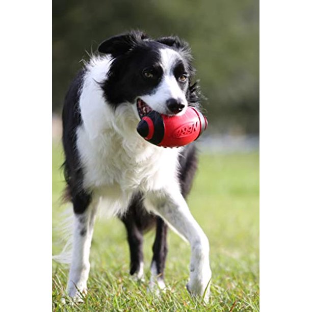 border collie with nerf squeaky football dog gift