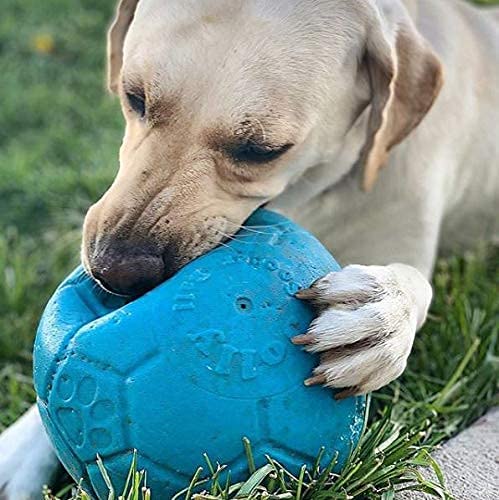 dog chewing on jolly pets soccer ball