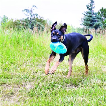 dog running with kong jumbler football toy for dogs