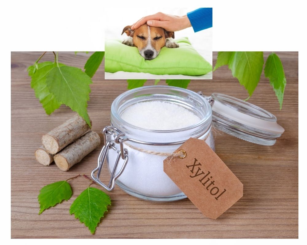 Xylitol & Dogs — Seek Treatment Before It’s Too Late!