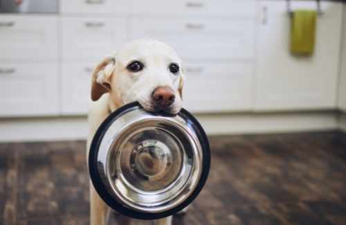 Dog holding empty food dish