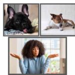 Home Remedies For Dog Paw Licking (1)