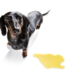 Dog Urinary Incontinence: Natural Remedies that Work