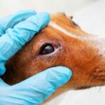 Eye redness in dogs vet exam