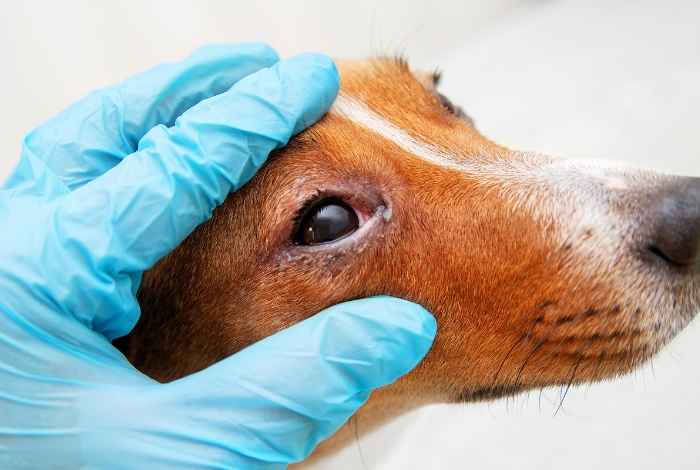 Eye redness in dogs vet exam