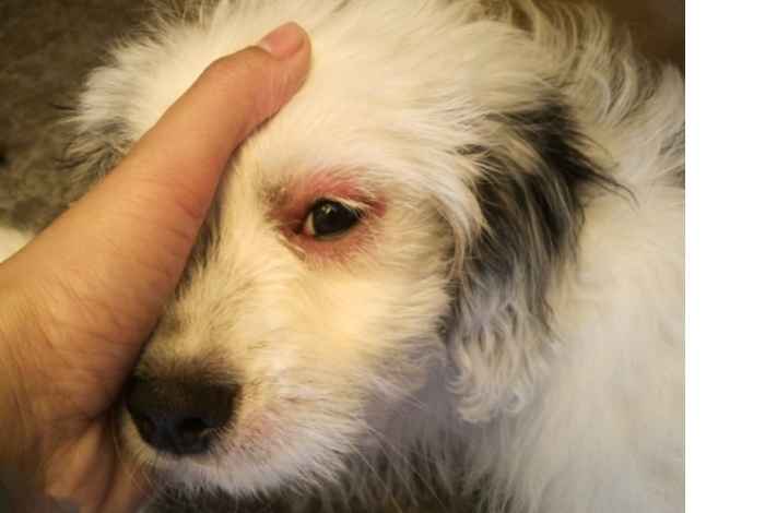 dog with red eyes