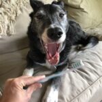 how to brush a dog's teeth that hates getting brushed