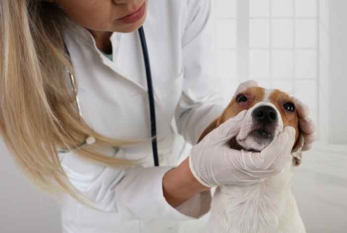 vet checking out eye redness in dog