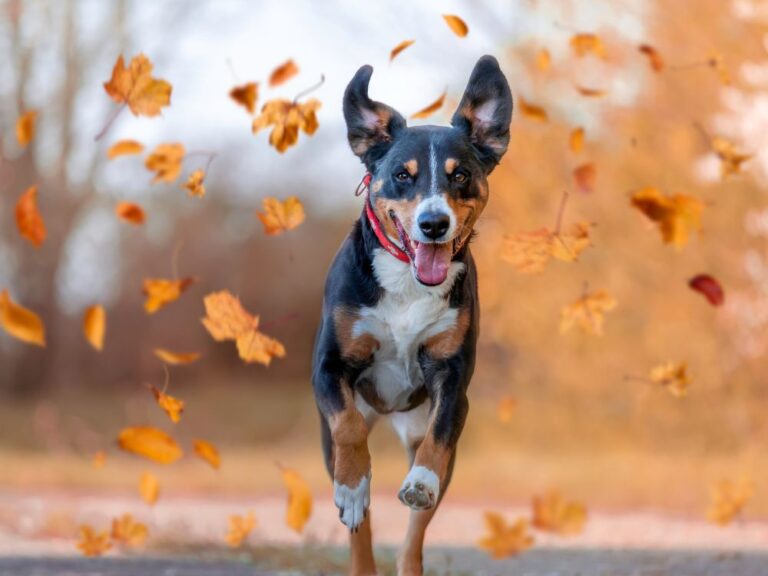 Quercetin With Bromelain For Dogs Natural help for allergies, immune