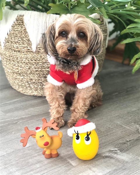 Best Christmas toys for small dogs