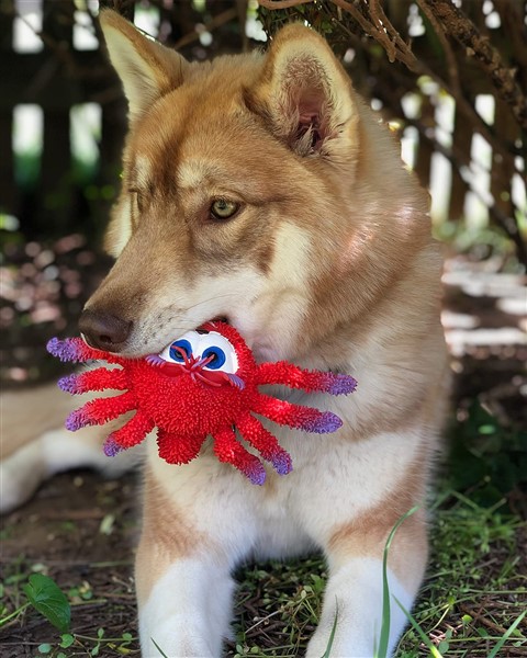 dog holding fun squeaky dog toy