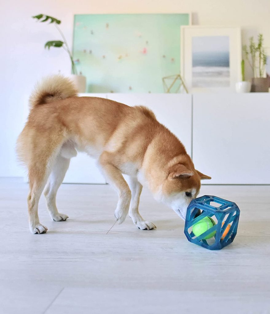 dog playing with interactive dog toy that is a cube with tennis balls in it