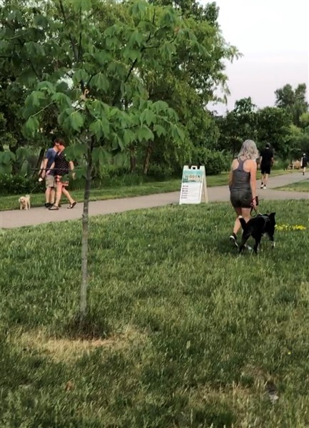 author demonstrating successfully walking by another dog with her reactive dog thanks to the prograss she made in Nigel Reed's reactive dog training program