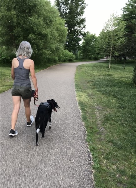 author demonstrating loose leash walking, part of Nigel Reed's reactive dog training program