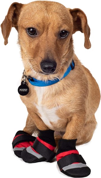 dog wearing booties to protect paws from getting red and itchy due to outside allergies or chemicals on roads
