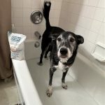 dog in tub filled with epsom salts and water getting a dog paw yeast infection soak