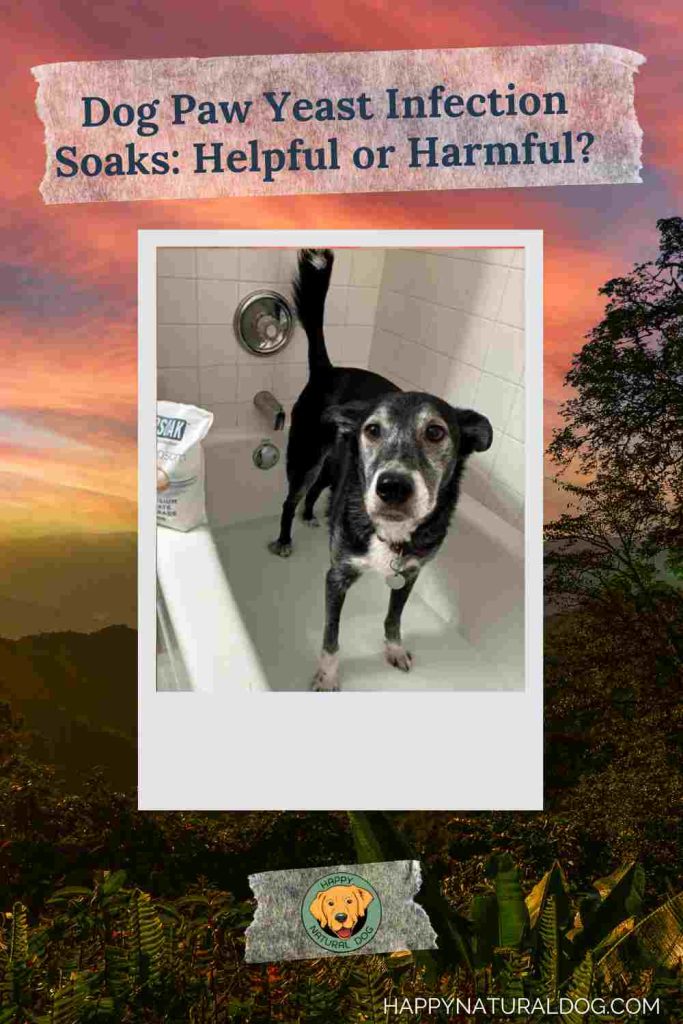 Does A Dog Paw Yeast Infection Soak HELP or HURT?