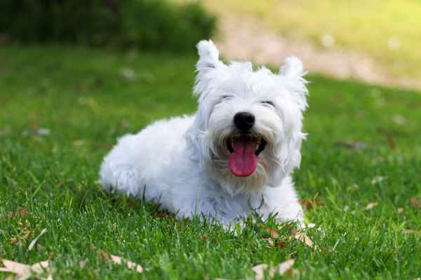Happy westie dog after using natural dewormers for dogs to get rid of worms